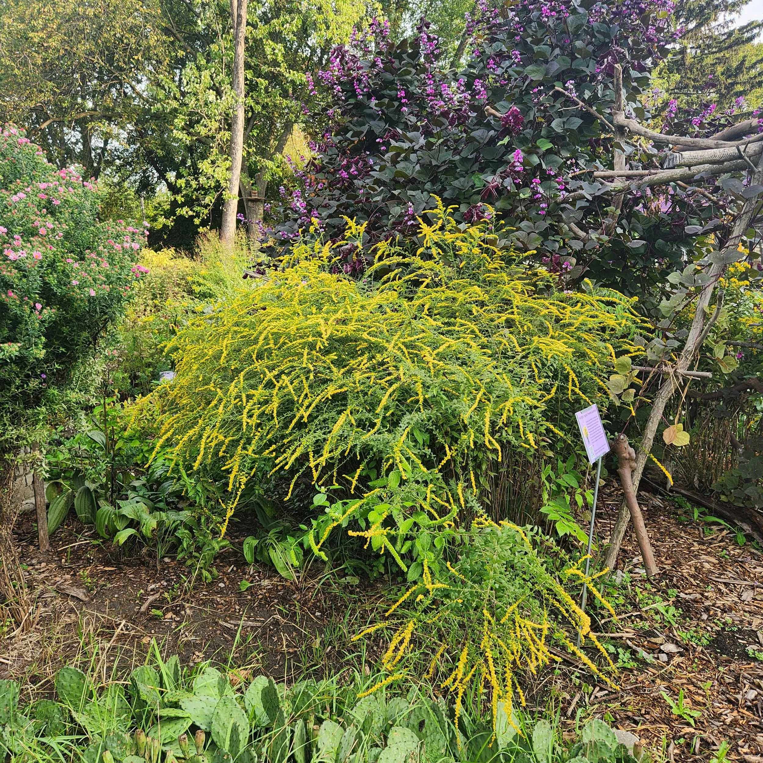 Solidago rugosa, Fireworks Goldenrod — Detroit Abloom